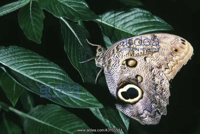 : Owl Butterfly : Owl Butterfly