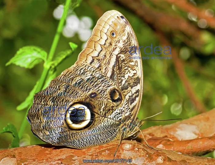 : Owl Butterfly : Owl Butterfly