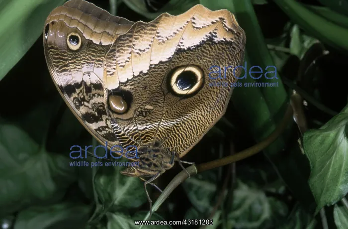 : Owl Butterfly : Owl Butterfly
