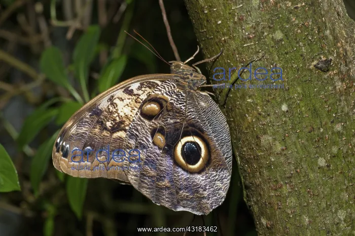 : Owl Butterfly : Owl Butterfly