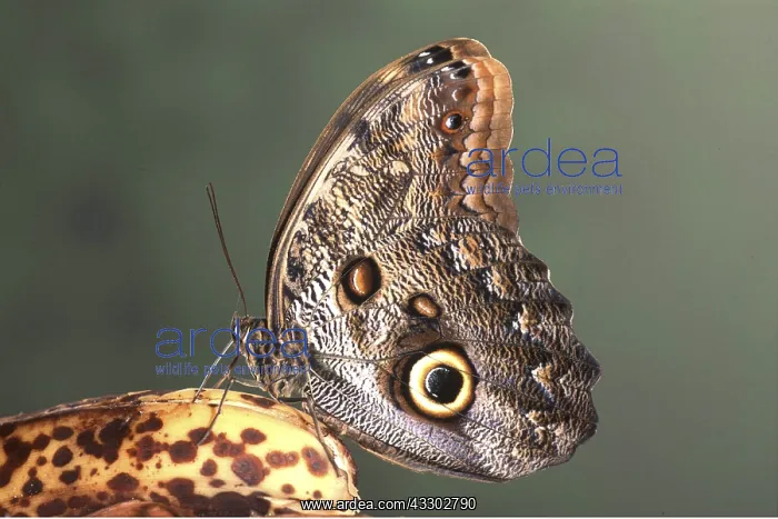 : OWL BUTTERFLY - on banana : OWL BUTTERFLY - on banana