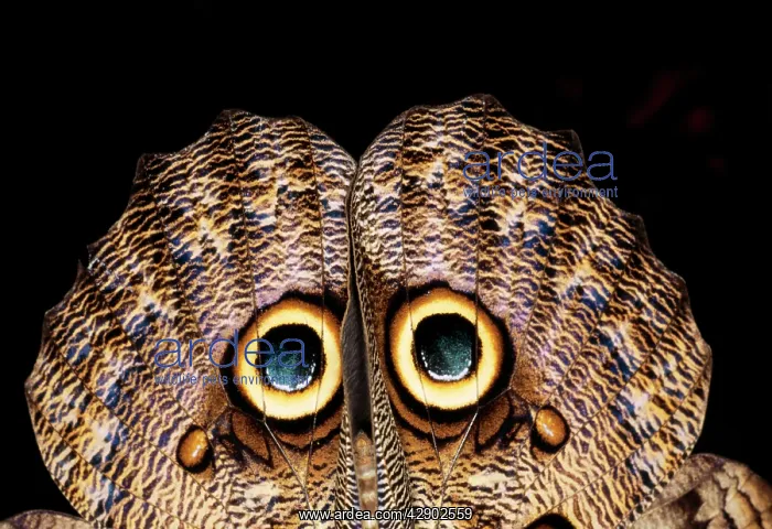 : Owl BUTTERFLY - C / U showing eye spots : Owl BUTTERFLY - C / U showing eye spots