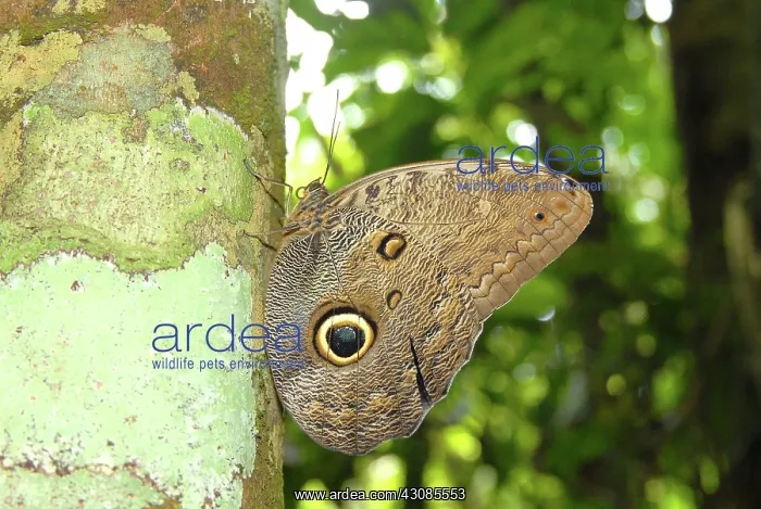 : Owl Butterfly (Caligo sp.) : Owl Butterfly (Caligo sp.)