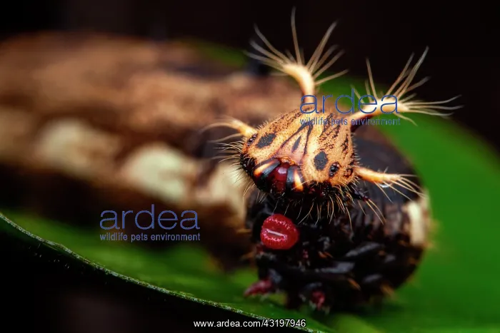 : Owl Butterfly (Caligo sp) caterpillar, Belizon