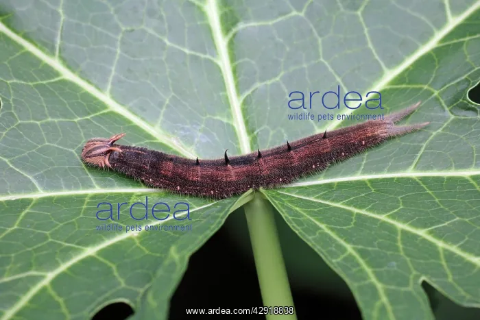 : The Owl Butterfly - caterpillar : The Owl Butterfly - caterpillar
