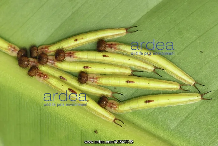 : Owl Butterfly - caterpillars : Owl Butterfly - caterpillars