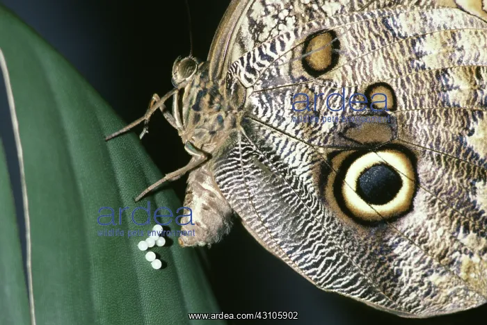 : Owl Butterfly Laying Eggs : Owl Butterfly Laying Eggs