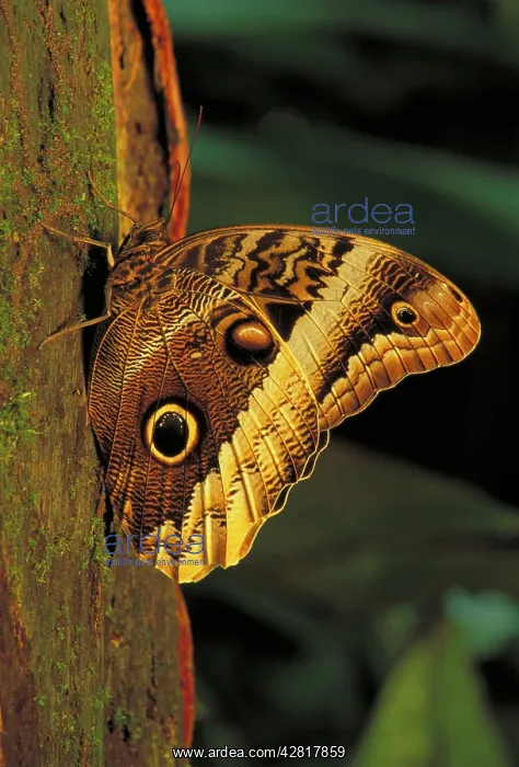 : Owl Butterfly - Tropical dry forest : Owl Butterfly - Tropical dry forest