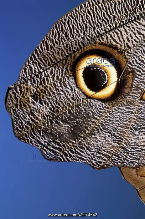 : Owl Butterfly - wing detail : Owl Butterfly - wing detail