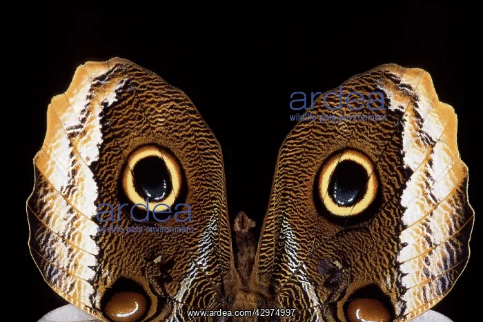: Owl Butterfly - detail of wings : Owl Butterfly - detail of wings