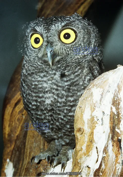 : OWL - close up on tree : OWL - close up on tree