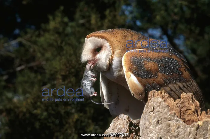  : Owl Eating Mouse