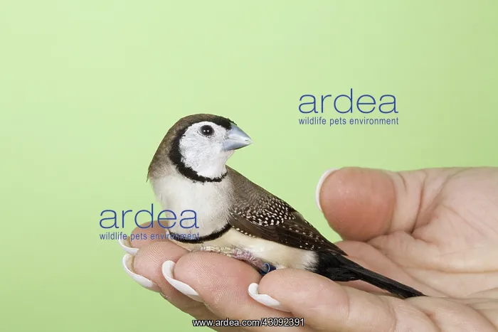 : Owl Finch. Owl finch (Stizoptera (Poephila) bichenovii) in owner's hand : Owl Finch. Owl finch (Stizoptera (Poephila) bichenovii) in owner's hand