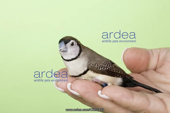 : Owl Finch. Owl finch (Stizoptera (Poephila) bichenovii) in owner's hand : Owl Finch. Owl finch (Stizoptera (Poephila) bichenovii) in owner's hand