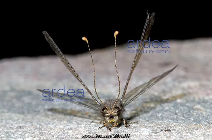 : Owl Fly / Long-horned Antlion - resting during : Owl Fly / Long-horned Antlion - resting during