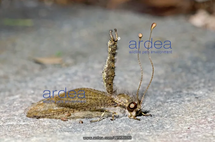 : Owl Fly / Long-horned Antlion - resting during : Owl Fly / Long-horned Antlion - resting during