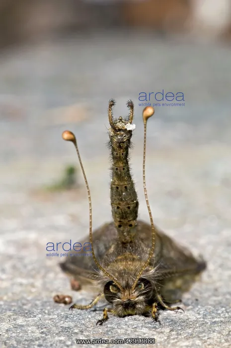 : Owl Fly / Long-horned Antlion - resting during : Owl Fly / Long-horned Antlion - resting during