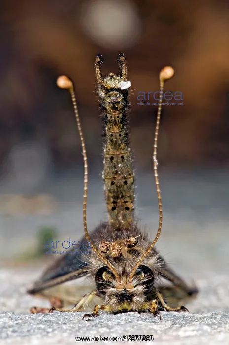 : Owl Fly / Long-horned Antlion - resting during : Owl Fly / Long-horned Antlion - resting during
