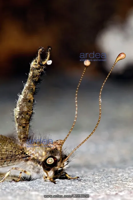 : Owl Fly / Long-horned Antlion - resting during : Owl Fly / Long-horned Antlion - resting during