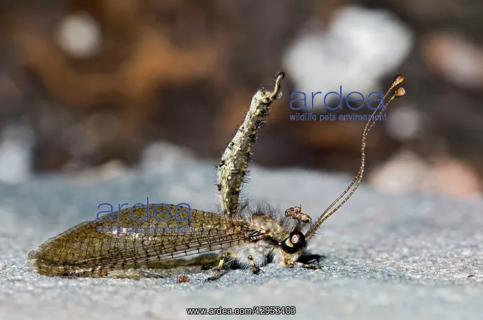 : Owl Fly / Long-horned Antlion - resting during : Owl Fly / Long-horned Antlion - resting during