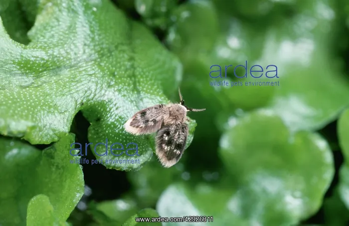 : Owl MIDGE / Moth fly - on leaf. (Diptera) : Owl MIDGE / Moth fly - on leaf. (Diptera)