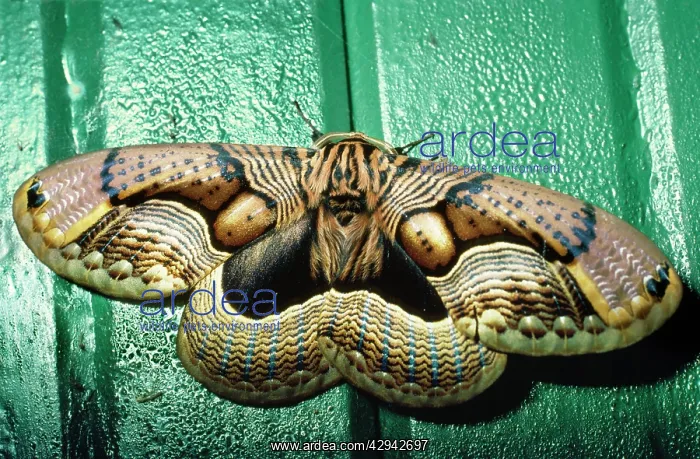 : Owl Moth. Dach'Gam National Park, Jammu and Kashmir, India : Owl Moth. Dach'Gam National Park, Jammu and Kashmir, India
