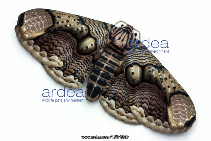 : Owl Moth. Southeast Asian Owl moth (Brahmaea hearseyi) : Owl Moth. Southeast Asian Owl moth (Brahmaea hearseyi)
