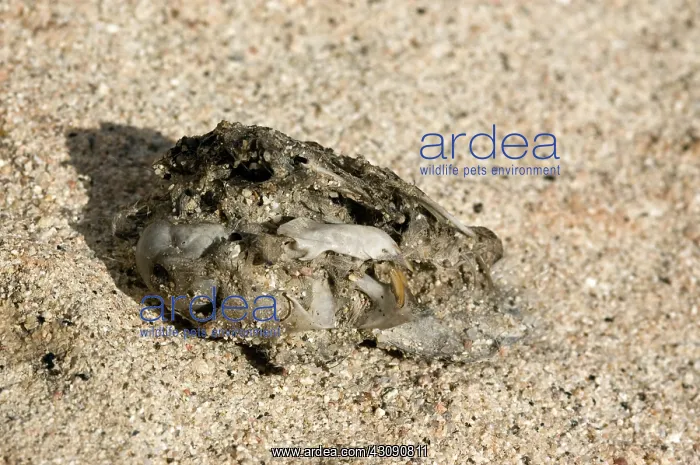 : Owl pellet : Owl pellet