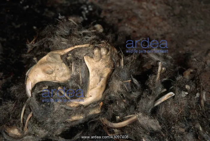  : Owl Pellet