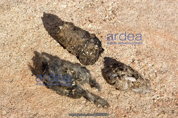 : Owl pellets : Owl pellets