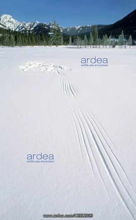 : Owl wing and tail marks in the snow : Owl wing and tail marks in the snow
