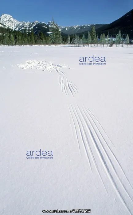 : Owl wing and tail marks in the snow : Owl wing and tail marks in the snow