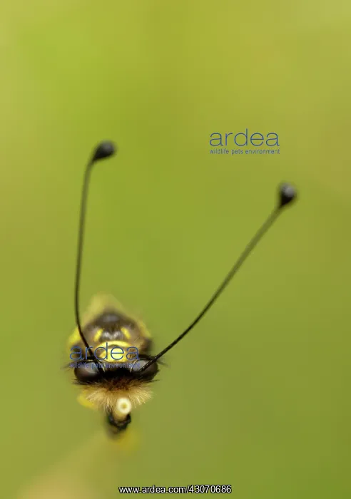 : Owlfly (Libelloides macaronius) in resting position : Owlfly (Libelloides macaronius) in resting position