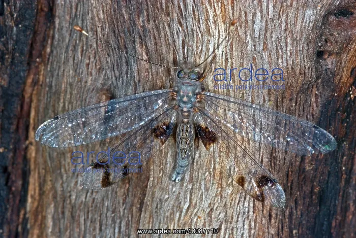 : Owlfly photographed in the Huachucha Mountains, Arizona : Owlfly photographed in the Huachucha Mountains, Arizona