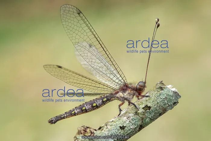 : Owlfly (Ascalaphidae) resting : Owlfly (Ascalaphidae) resting