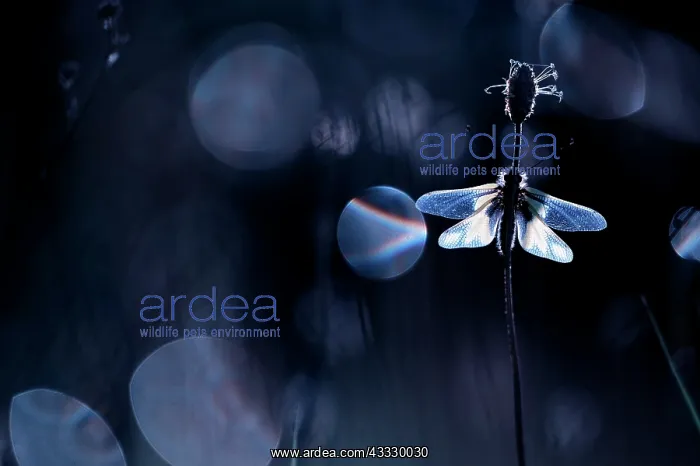  : Owlfly (Ascalaphidae sp) on a stem against backlight