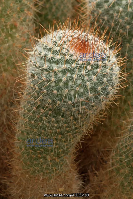 : Owl's Eye Cactus IUCN endangered : Owl's Eye Cactus IUCN endangered