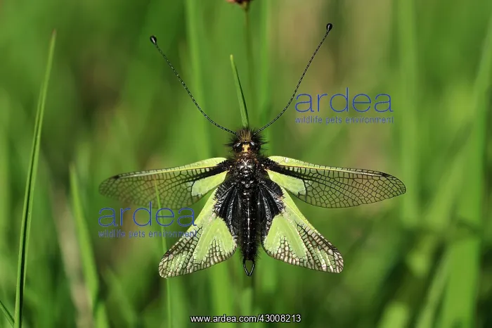: Owly Sulphur : Owly Sulphur