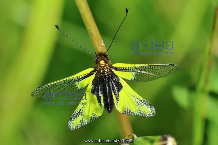 : Owly Sulphur : Owly Sulphur