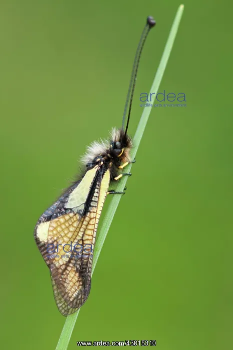 : Owly Sulphur : Owly Sulphur