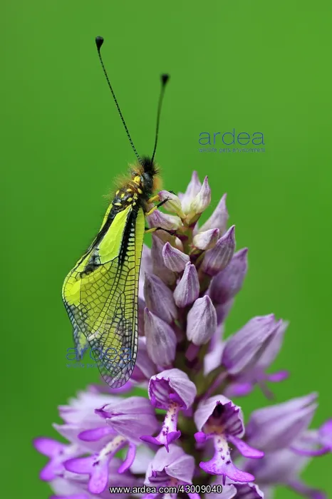 : Owly Sulphur on military orchid : Owly Sulphur on military orchid