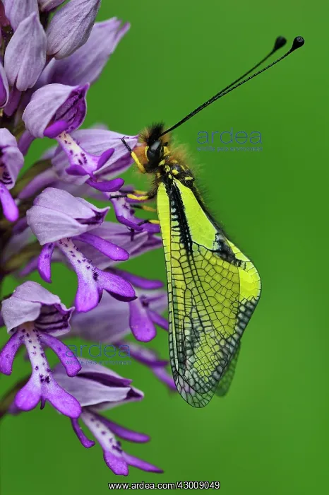: Owly Sulphur on military orchid : Owly Sulphur on military orchid