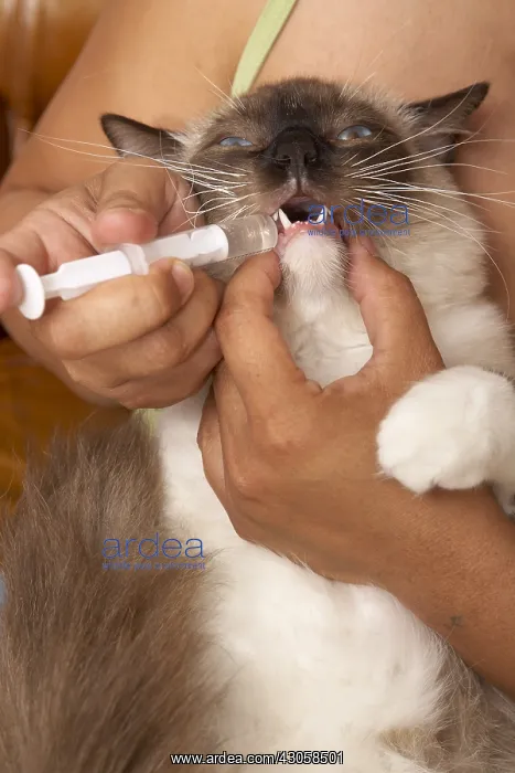 : Owner administering a drug to her Ragdoll : Owner administering a drug to her Ragdoll
