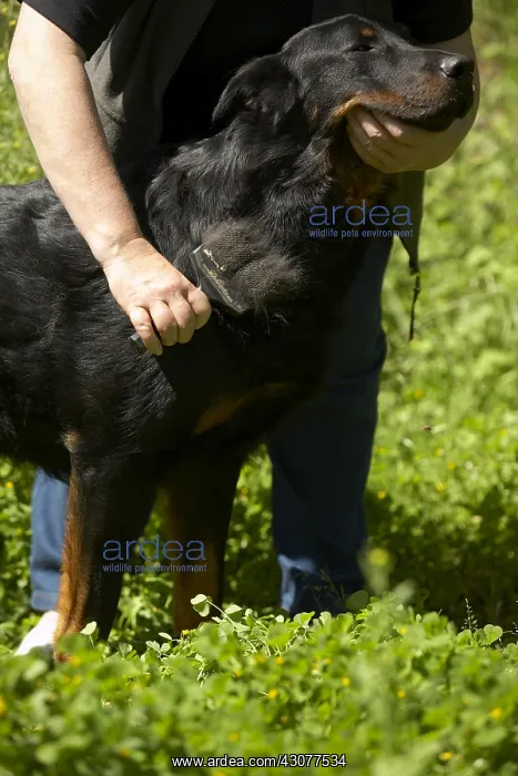: Owner brushing her Beauceron : Owner brushing her Beauceron
