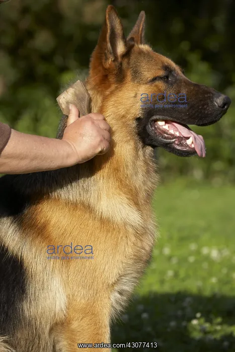 : Owner brushing her German Shepherd : Owner brushing her German Shepherd