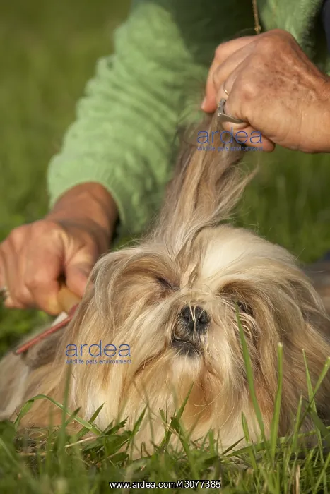 : Owner brushing her Shih Tzu : Owner brushing her Shih Tzu