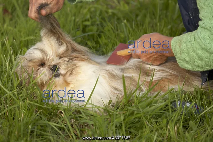: Owner brushing her Shih Tzu : Owner brushing her Shih Tzu
