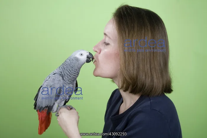 : Owner Kissing Her African Grey Parrot : Owner Kissing Her African Grey Parrot