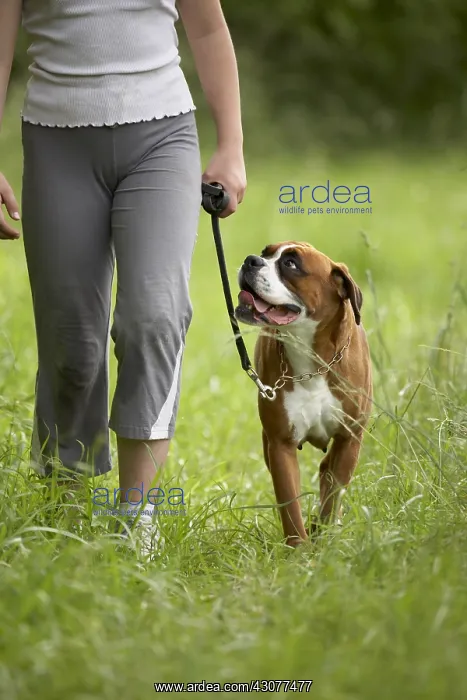 : Owner walking her leashed Boxer : Owner walking her leashed Boxer