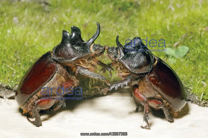 : Ox Beetles battling : Ox Beetles battling